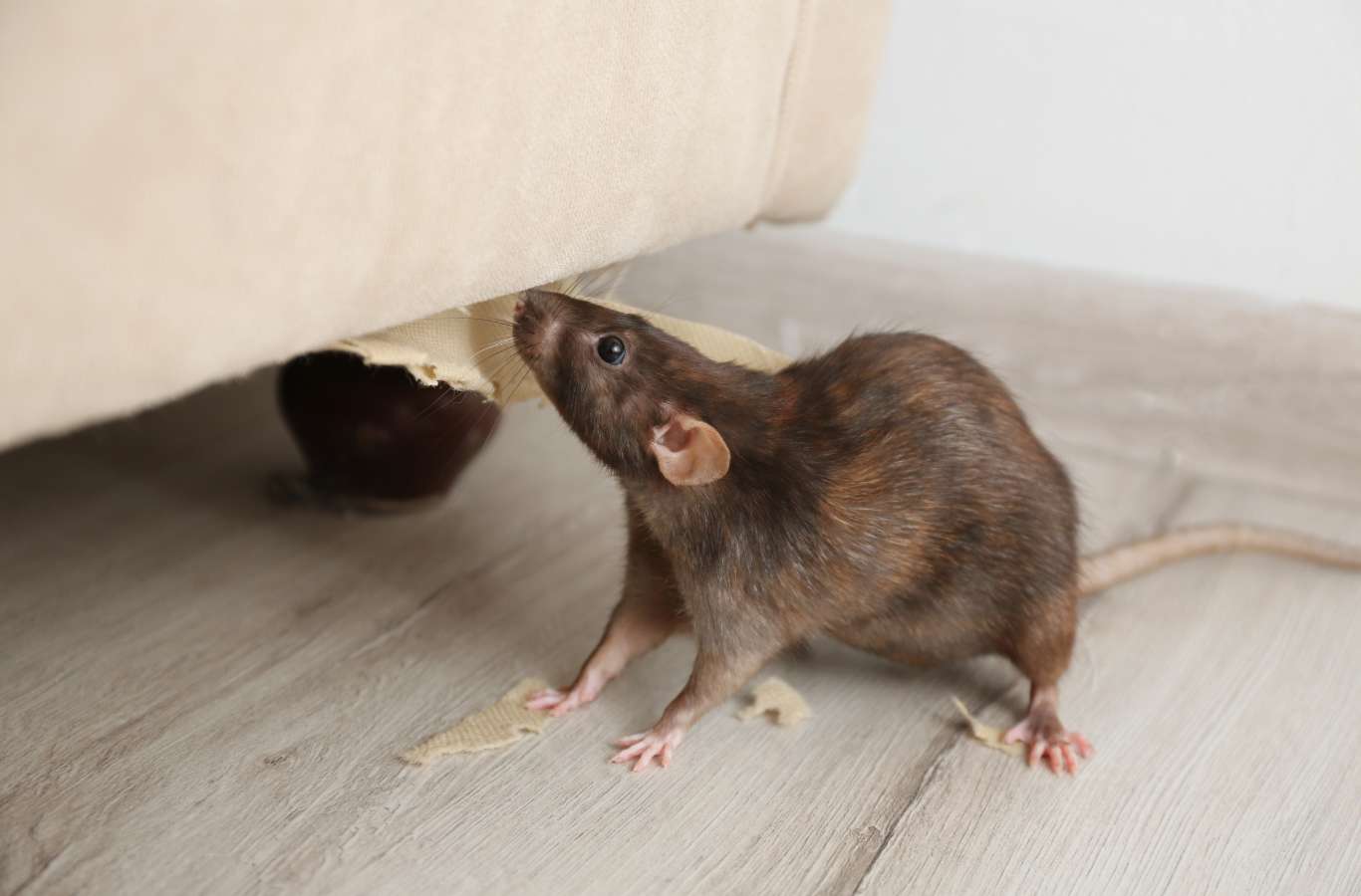 Rodent on living room room