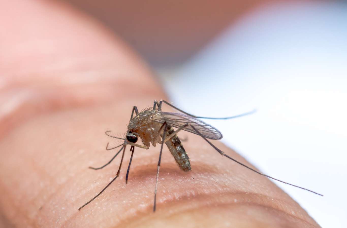 Mosquito on someone's skin