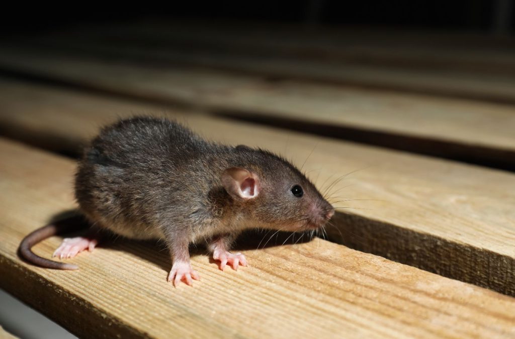 Technician setting up humane rodent traps in a home in Bonita Springs, FL to prevent infestations.