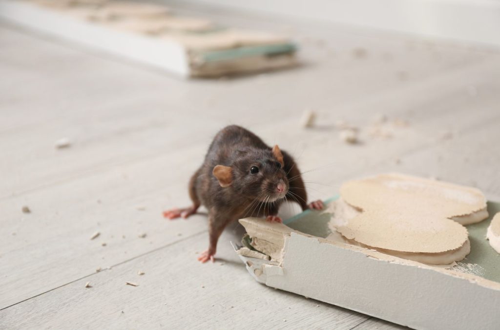 Pest Solutions Plus technician explaining rodent control benefits to a customer in Bonita Springs, FL. Rodent control near me.