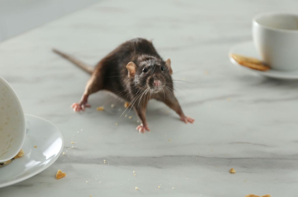 A Pest Solutions Plus team member delivering rodent control in Estero, FL, demonstrating the benefits of using a local professional for this essential service.