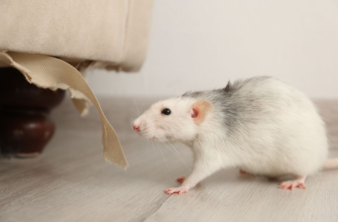 Pest Solutions Plus expert demonstrating eco-friendly rodent control techniques in Naples, FL for a safe home.