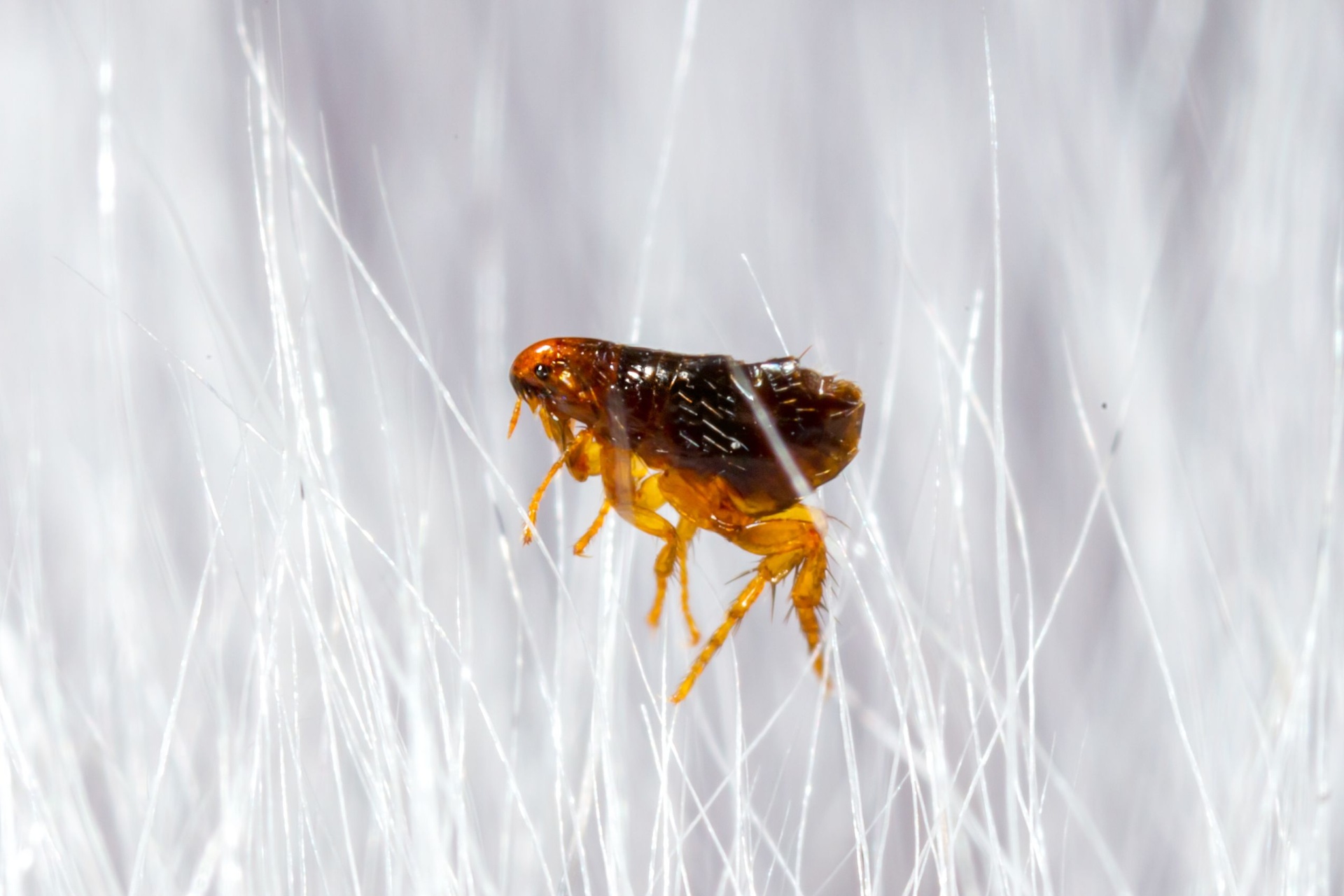 You are currently viewing Flea & Tick Control Experts in Fort Myers, FL