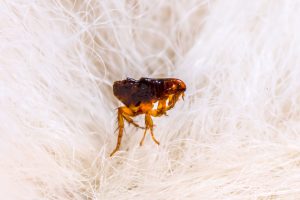 Read more about the article Are Fleas & Ticks Common in Fort Myers?