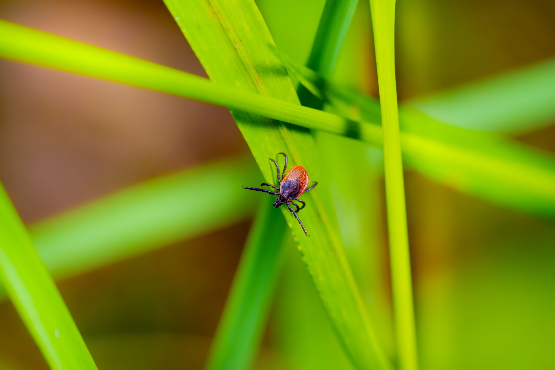 You are currently viewing Protect Your Cape Coral Yard From Fleas & Ticks