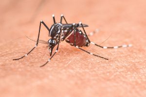 Read more about the article How Often Should You Treat for Mosquitoes in Fort Myers, FL?