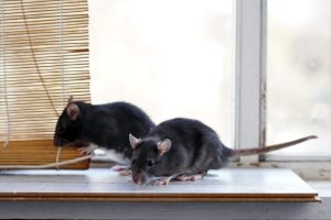 Read more about the article Expert Rodent Control & Prevention in Fort Myers, FL