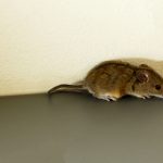 How Rodents Get Inside Fort Myers Homes—and How to Seal Them Out