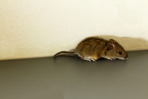 Read more about the article How Rodents Get Inside Fort Myers Homes—and How to Seal Them Out