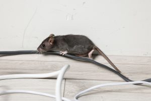 Read more about the article Best Rodent Exterminators in the Fort Myers, FL Area