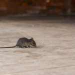 Rodent Prevention Tips for Homeowners in Cape Coral, FL