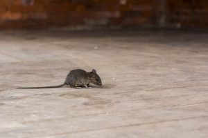 Read more about the article Rodent Prevention Tips for Homeowners in Cape Coral, FL