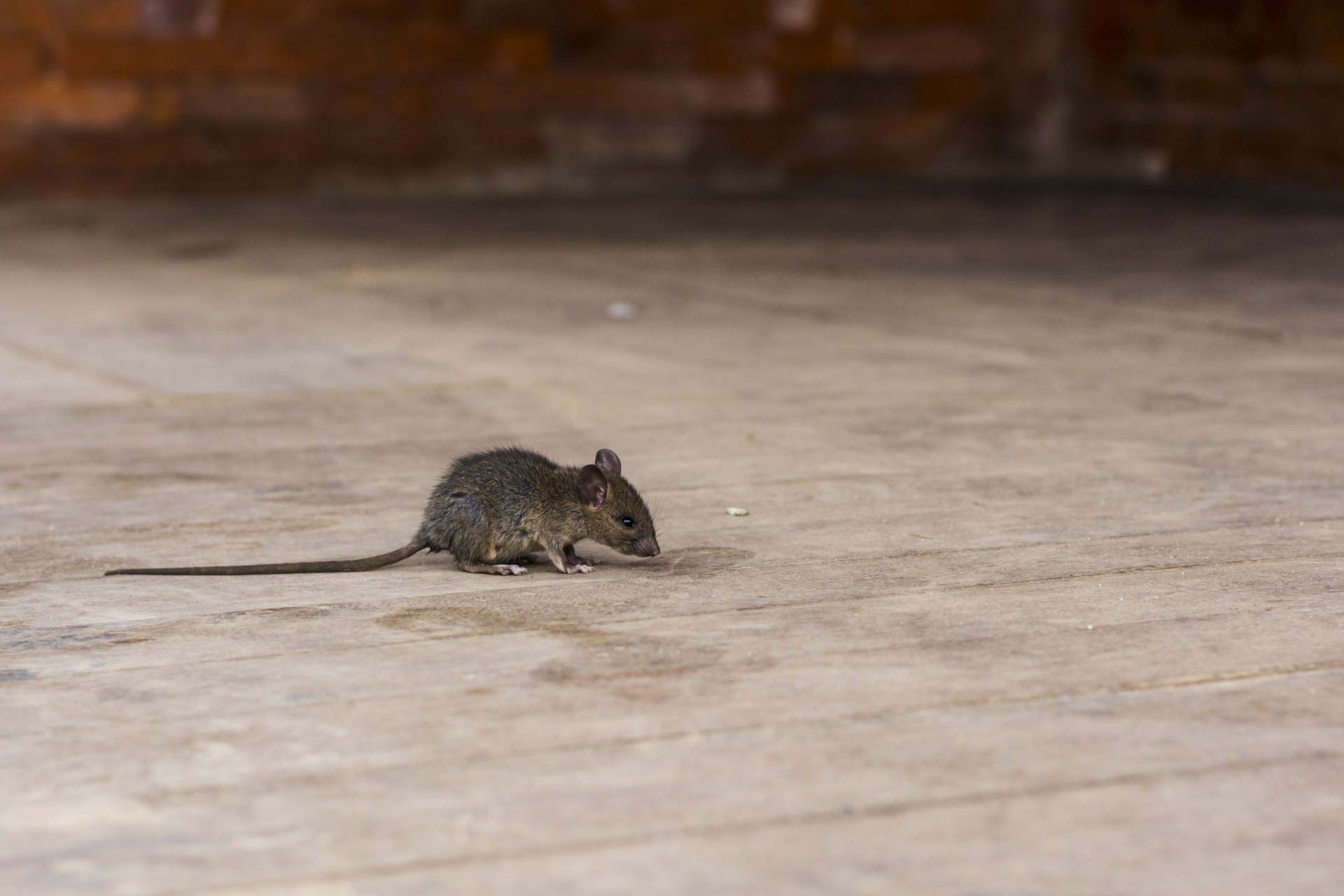 You are currently viewing Rodent Prevention Tips for Homeowners in Cape Coral, FL