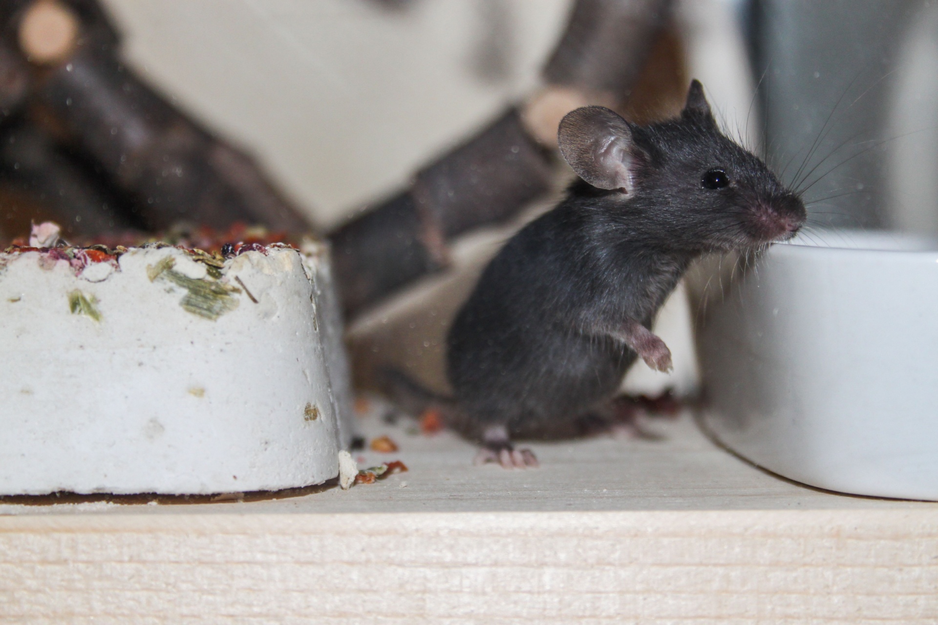 You are currently viewing Why You Should Never Ignore a Single Mouse Sighting in Cape Coral
