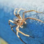 Spider Control Experts in Fort Myers, FL