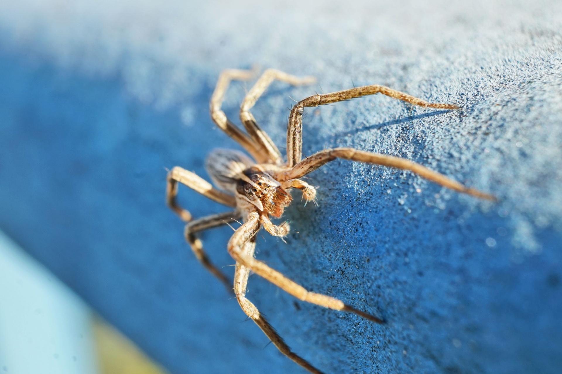 Read more about the article Spider Control Experts in Fort Myers, FL
