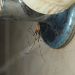 Spider Prevention Checklist for Fort Myers Homeowners