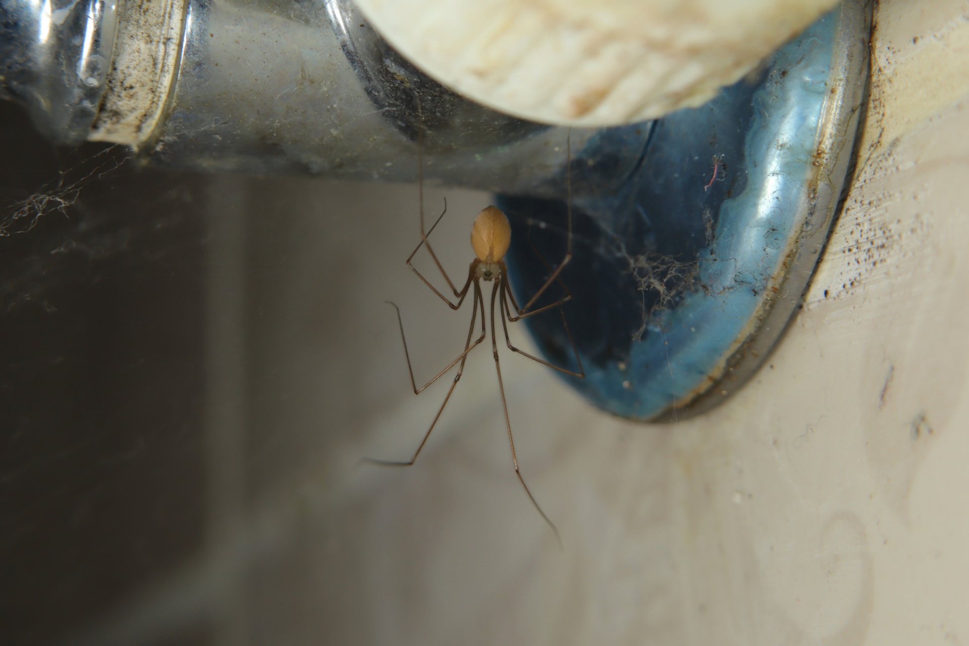 Read more about the article Spider Prevention Checklist for Fort Myers Homeowners