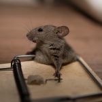 Why DIY Rodent Traps Don’t Solve Infestations in Cape Coral