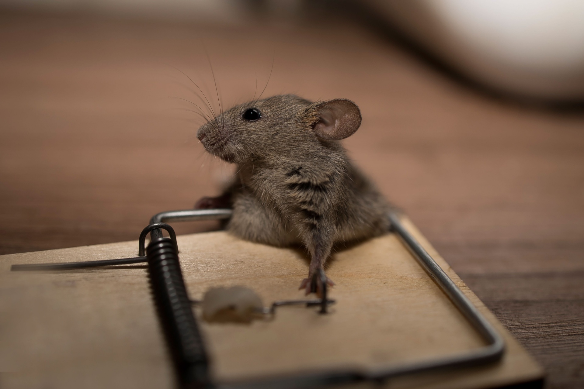 You are currently viewing Why DIY Rodent Traps Don’t Solve Infestations in Cape Coral
