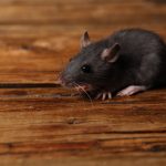 Best Rodent Exterminators in Cape Coral, FL
