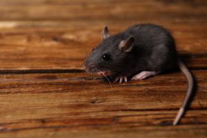 Read more about the article Best Rodent Exterminators in Cape Coral, FL