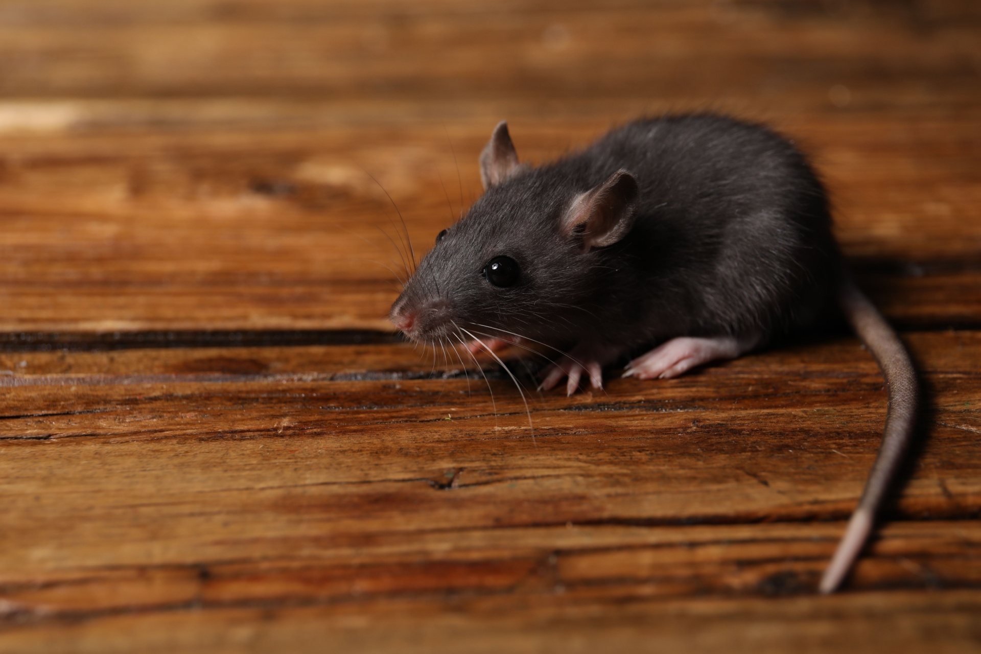 Read more about the article Best Rodent Exterminators in Cape Coral, FL