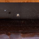 Spider Infestations in Fort Myers: Signs You Need Professional Pest Control