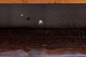 Read more about the article Spider Infestations in Fort Myers: Signs You Need Professional Pest Control