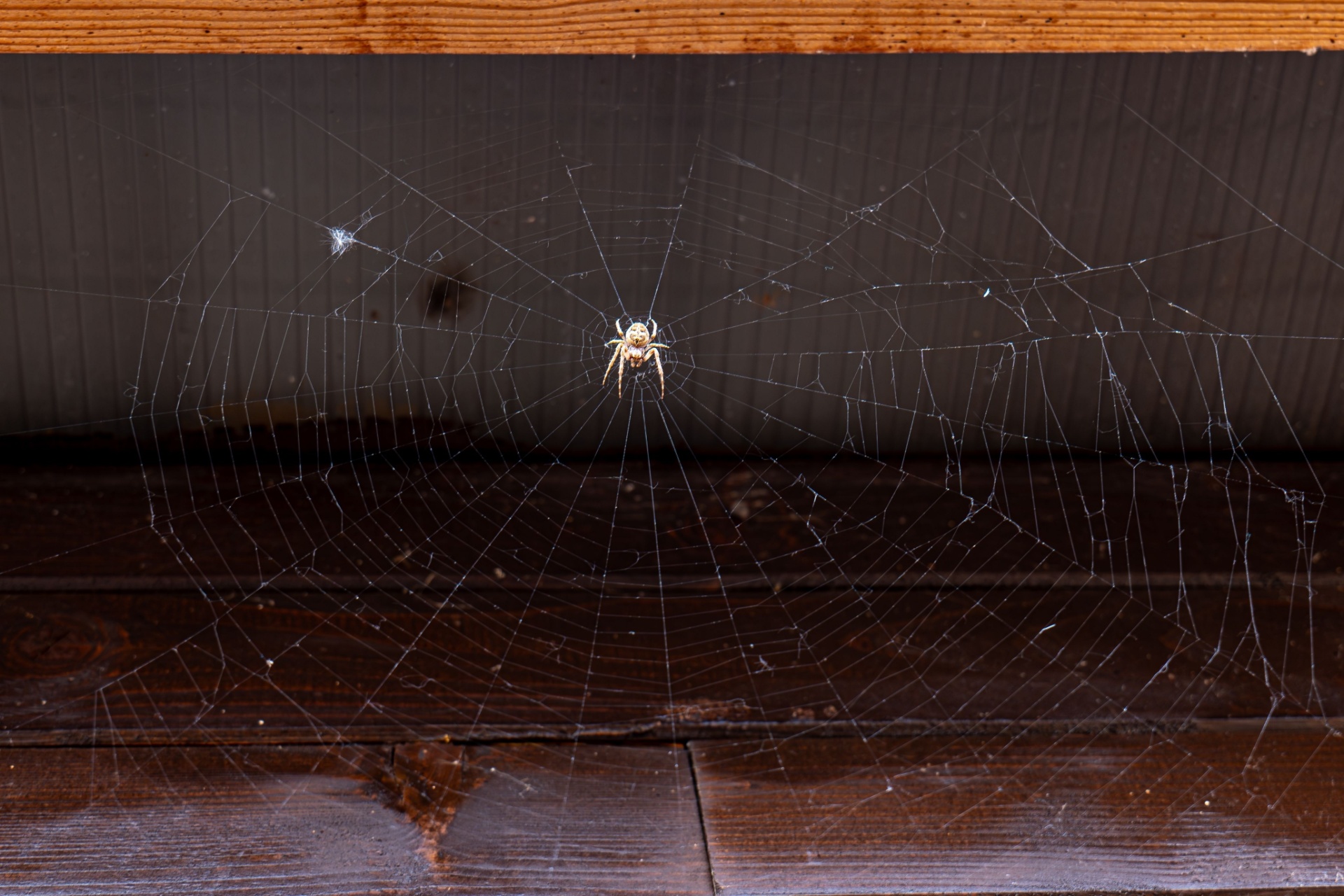 Read more about the article Spider Infestations in Fort Myers: Signs You Need Professional Pest Control