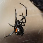 What Types of Spiders Are in Fort Myers, FL?