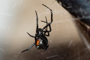 Read more about the article What Types of Spiders Are in Fort Myers, FL?