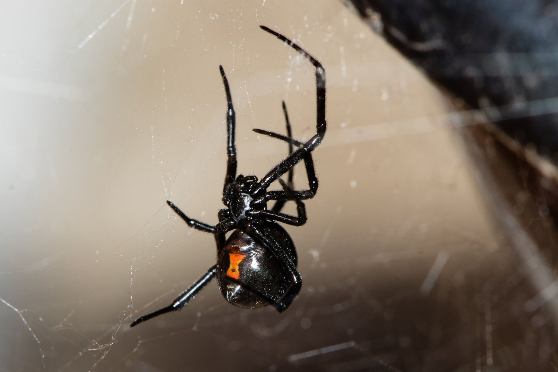 Read more about the article What Types of Spiders Are in Fort Myers, FL?