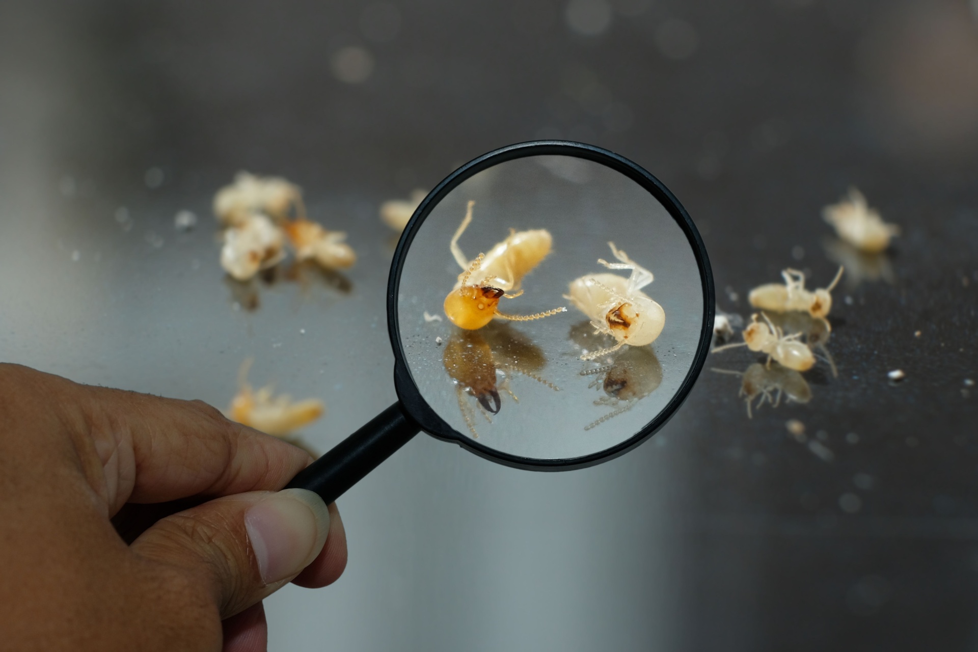 Read more about the article Who’s the Best Pest Control Company for Termite Inspections in Fort Myers, FL?