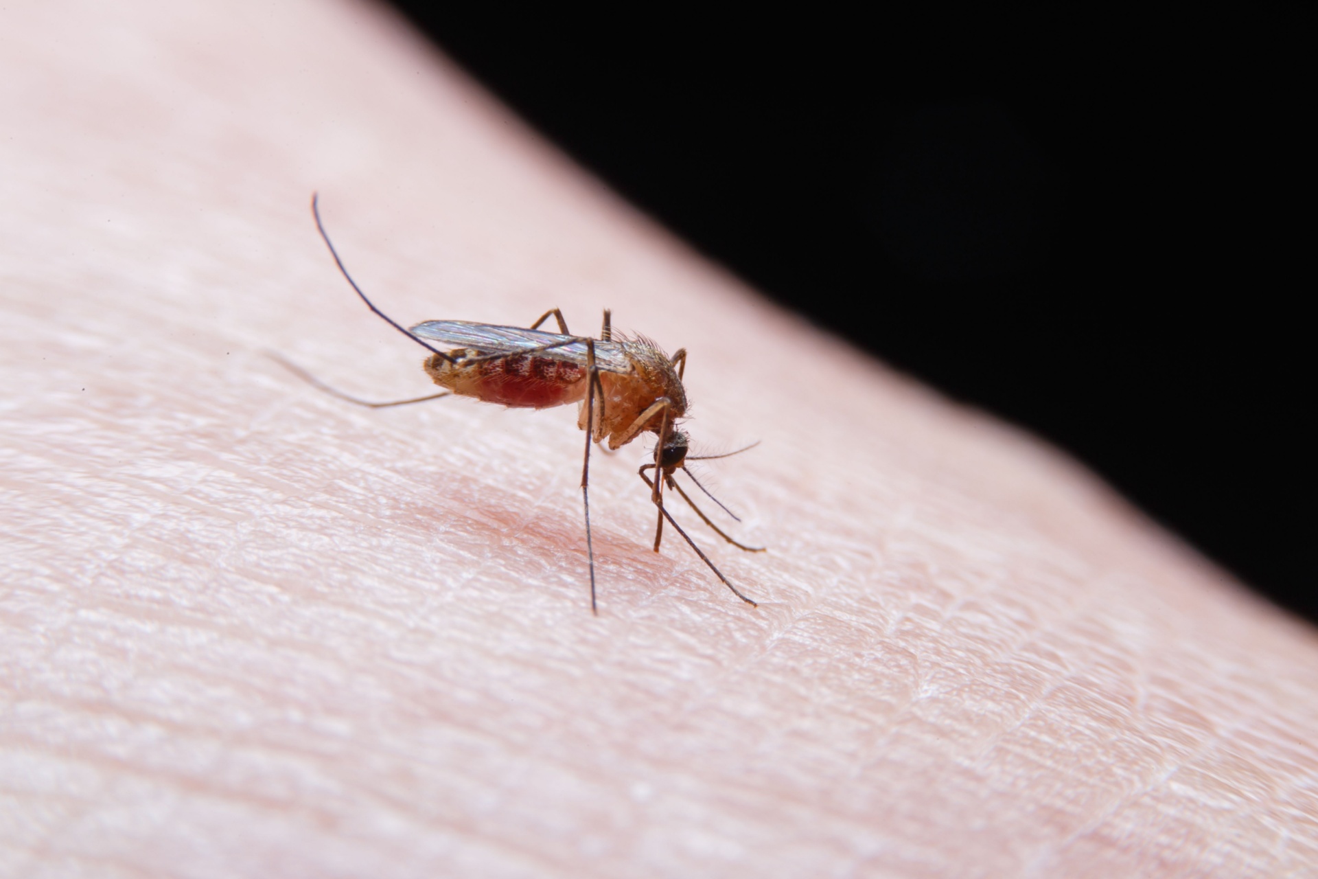 Read more about the article Who’s the Best Exterminator for Mosquito Control in Fort Myers, FL?