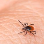 Top 7 Reasons to Choose Pest Solutions Plus for Flea and Tick Control in Fort Myers