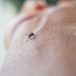 Top 6 Reasons to Choose Pest Solutions Plus for Mosquito Control in Fort Myers