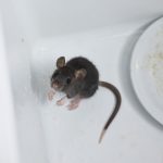Top 5 Reasons to Choose Pest Solutions Plus for Rodent Removal in Fort Myers, FL