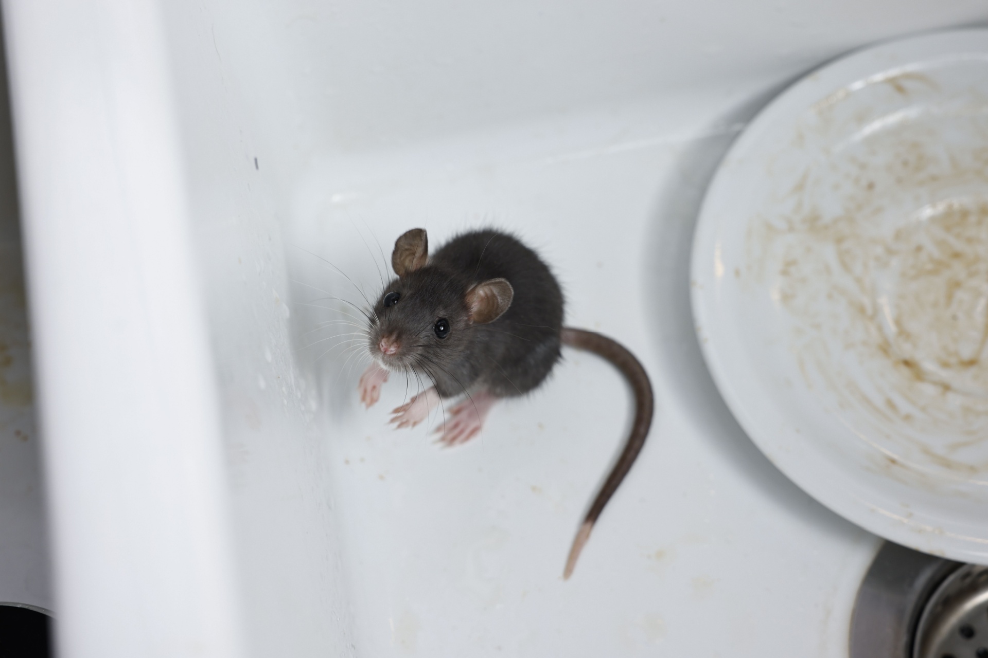 Read more about the article Top 5 Reasons to Choose Pest Solutions Plus for Rodent Removal in Fort Myers, FL