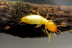 Read more about the article Who’s the Best Exterminator for Getting Rid of Termites in Fort Myers, FL?