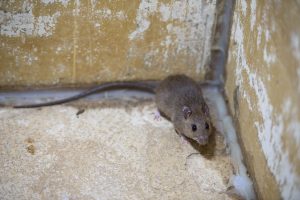 Read more about the article Who’s the Best Pest Control Company for Getting Rid of Rodents in Fort Myers, FL?