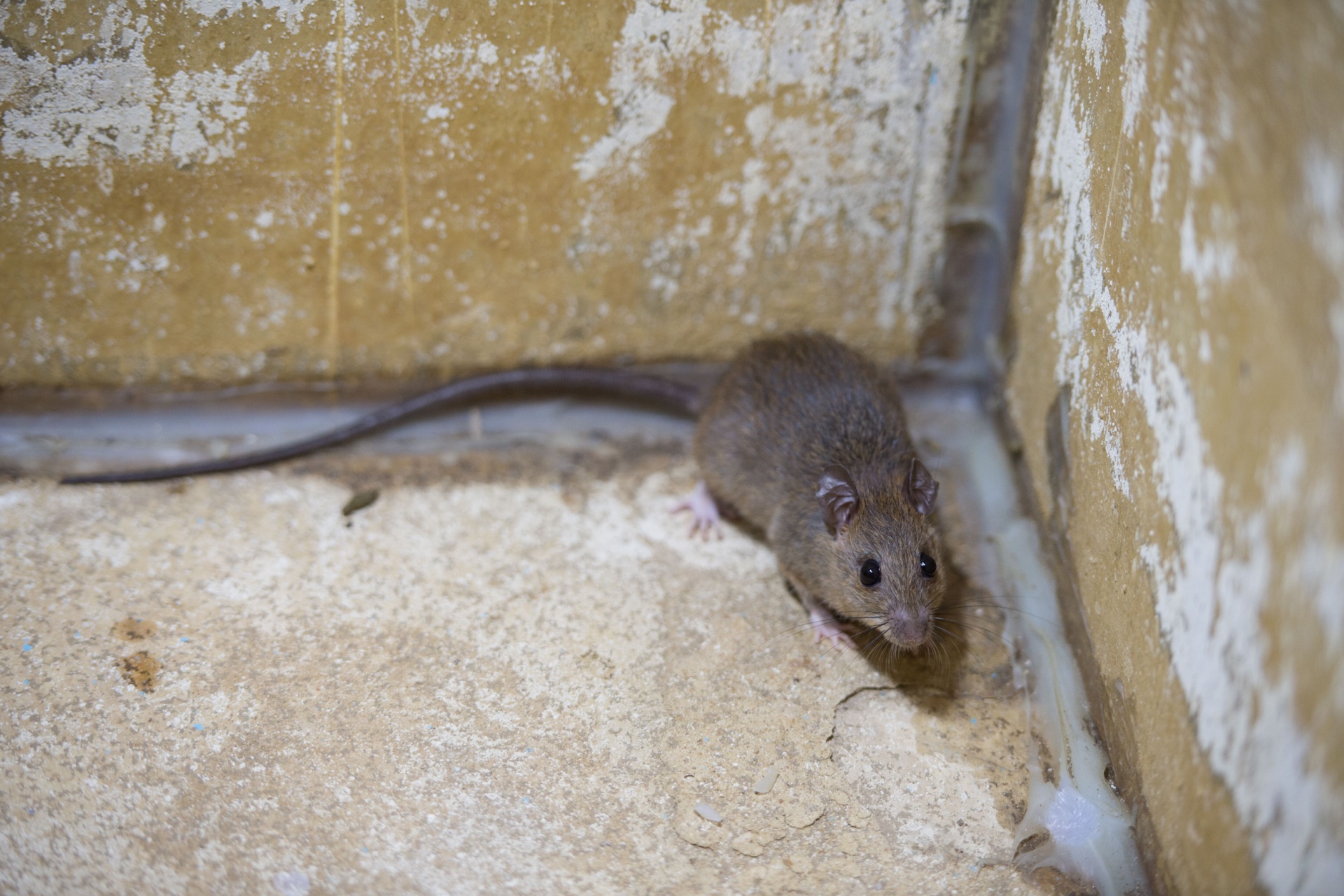 Read more about the article Who’s the Best Pest Control Company for Getting Rid of Rodents in Fort Myers, FL?