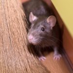 Rodent Problems in Naples FL What Homeowners Should Watch For