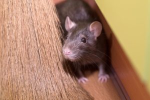 Read more about the article Rodent Problems in Naples FL What Homeowners Should Watch For