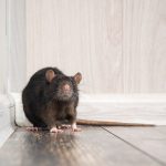 Pest Solutions Plus Is the #1 Choice for Rodent Control in Fort Myers