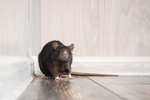 Read more about the article Pest Solutions Plus Is the #1 Choice for Rodent Control in Fort Myers