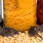 Are Mice a Common Problem for Homeowners in Fort Myers, FL?