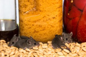 Read more about the article Are Mice a Common Problem for Homeowners in Fort Myers, FL?