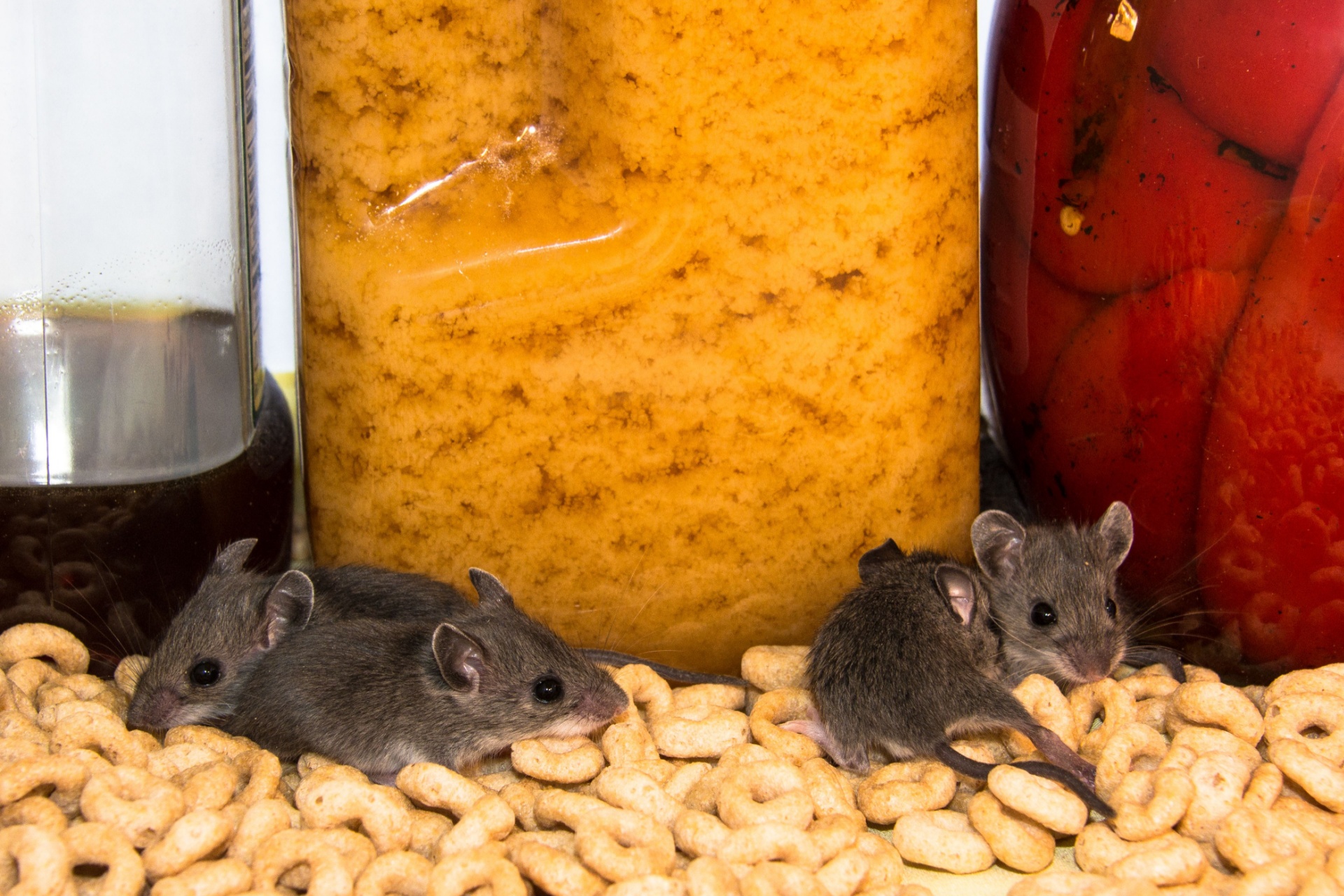 Read more about the article Are Mice a Common Problem for Homeowners in Fort Myers, FL?