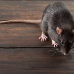 Who’s the Best Rodent Control Company in Naples, FL?